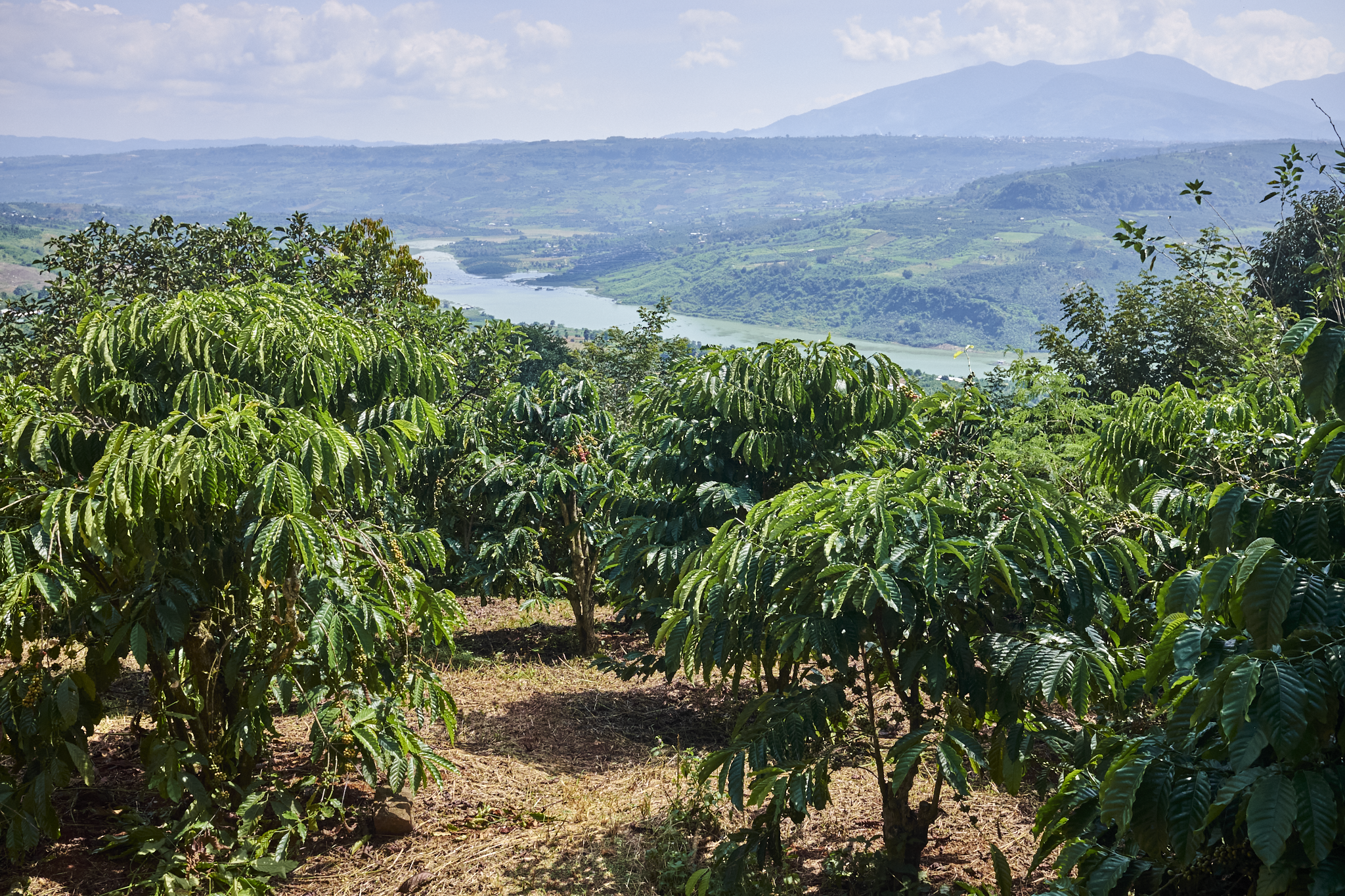 The farms of Lâm Đồng Province — agroforestry coffee